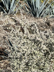 Buddleja sessiliflora