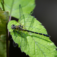 Stylogomphus albistylus