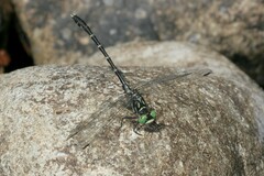 Stylogomphus albistylus
