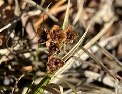 Crocanthemum bicknellii
