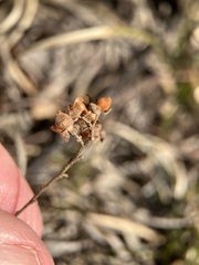Crocanthemum bicknellii