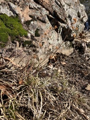 Crocanthemum bicknellii