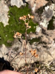 Crocanthemum bicknellii