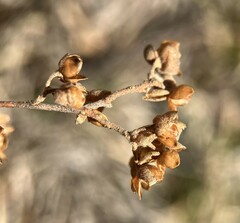 Crocanthemum bicknellii