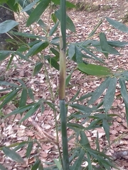 Bambusa oldhamii