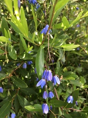 Billardiera heterophylla