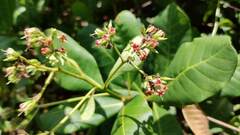 Jatropha gossypiifolia