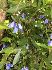 Billardiera heterophylla