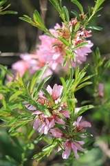 Prunus tenella