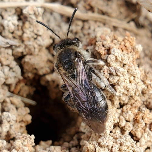 Andrena fenningeri photographed in Tennessee
