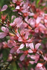 Prunus tenella