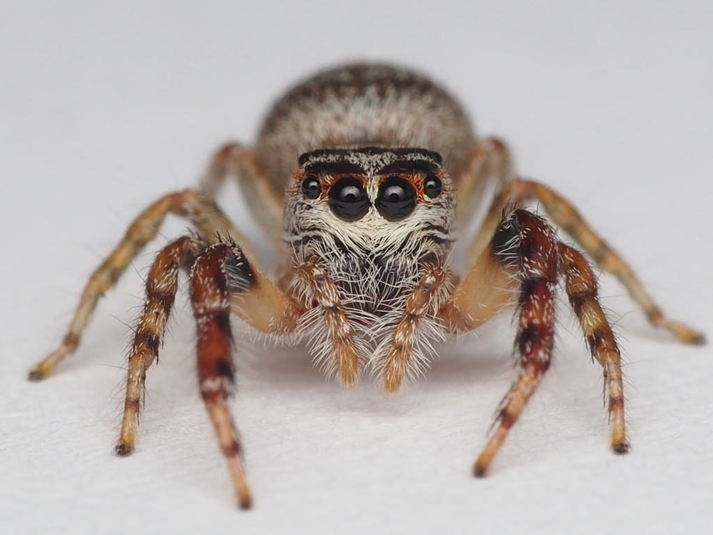 Garden Jumping Spiders from Whangaroa College, Kaeo, Northland, NZ on ...