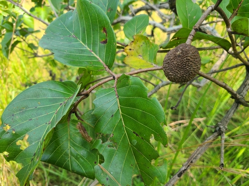 African peach