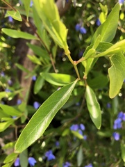 Billardiera heterophylla