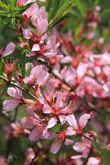Prunus tenella