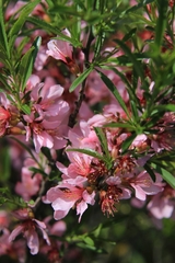 Prunus tenella