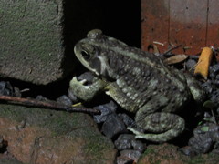 Rhinella arenarum