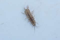 Asellus aquaticus