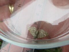 Xanthorhoe ferrugata