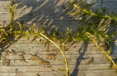 Hydrocharitaceae