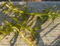 Hydrocharitaceae