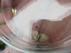 Xanthorhoe ferrugata