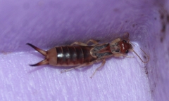 Labidura riparia