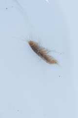 Niphargidae