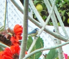 Cyanistes teneriffae