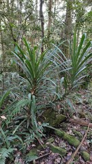 Freycinetia