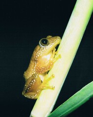 Afrixalus fornasini