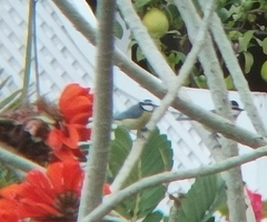 Cyanistes teneriffae