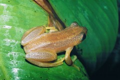 Afrixalus fornasini