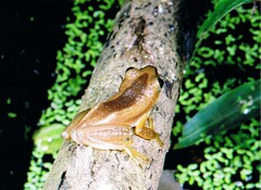 Afrixalus fornasini