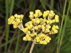 Helichrysum nudifolium