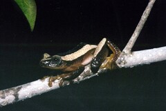 Afrixalus fornasini
