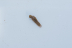 Planaria