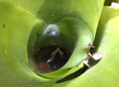Afrixalus fornasini