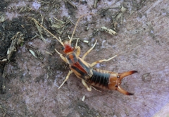 Labidura riparia