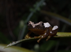 Afrixalus fornasini
