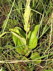 Helichrysum nudifolium