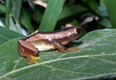 Afrixalus fornasini