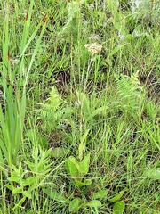 Helichrysum nudifolium