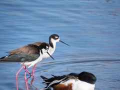 Himantopus mexicanus mexicanus