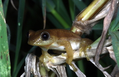 Afrixalus fornasini