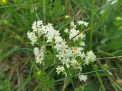 Galium anisophyllon