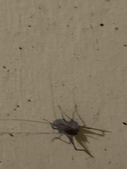 Tachycines asynamorus