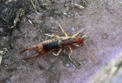 Labidura riparia