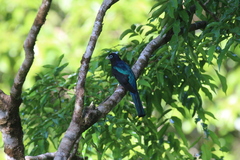 Trogon bairdii