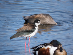 Himantopus mexicanus mexicanus